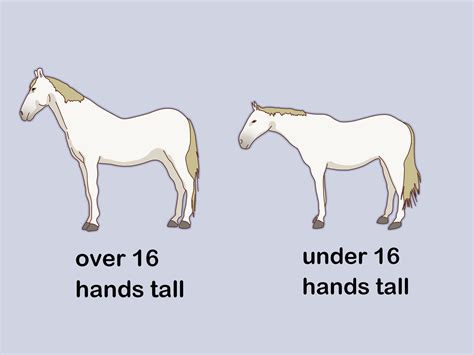 mustang horse height in hands